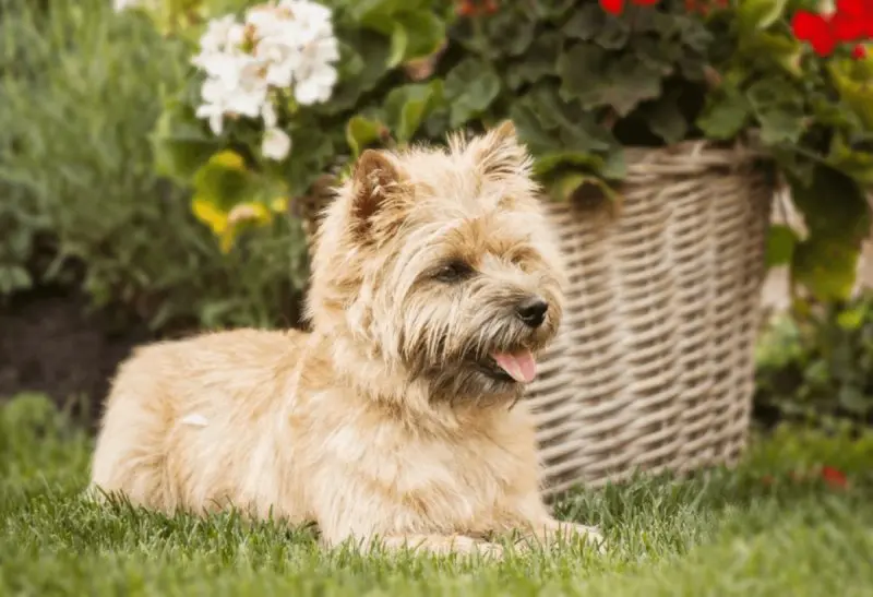 Hình ảnh chó Cairn Terrier 1