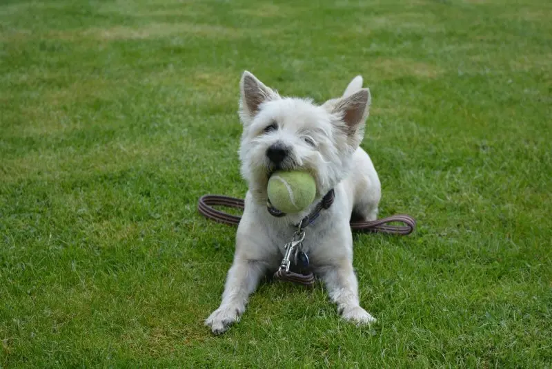 Các bệnh chó Cairn Terrier thường mắc phải