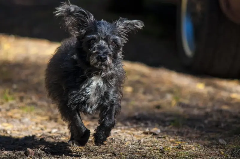 Các bệnh chó Cairn Terrier thường mắc phải 