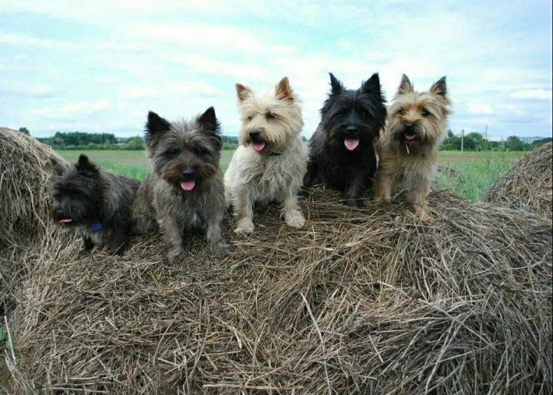 Cách chăm sóc chó Cairn Terrier 3