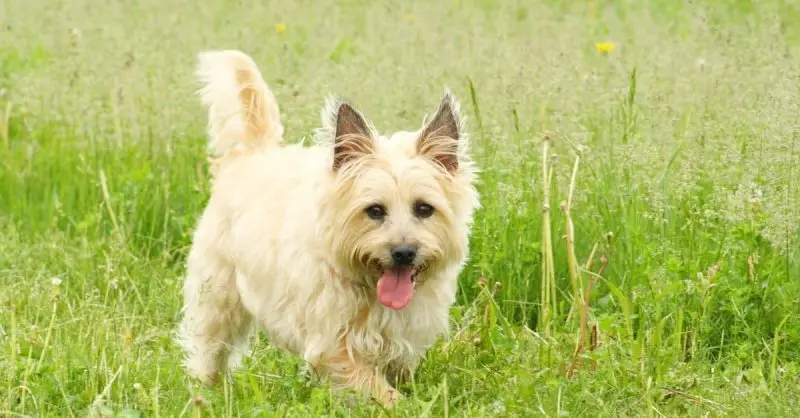 Cách chăm sóc chó Cairn Terrier 2