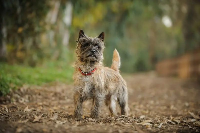 Cách chăm sóc chó Cairn Terrier 1