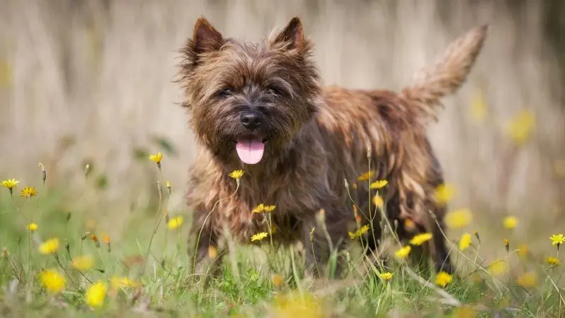 Đặc điểm của chó Cairn Terrier 2