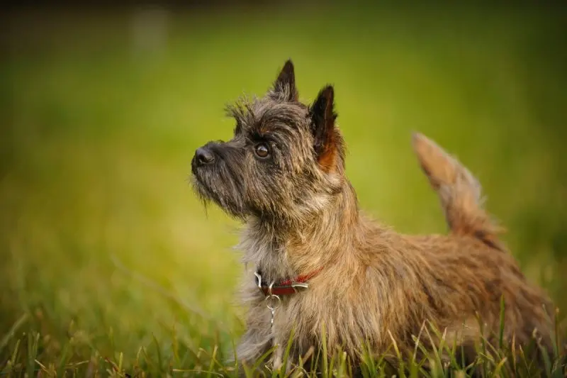 Đặc điểm của chó Cairn Terrier 1