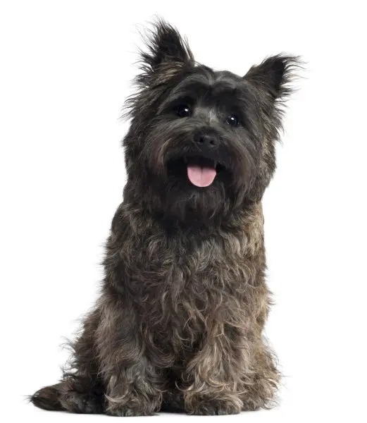 Chó Cairn Terrier có nguồn gốc từ đâu?