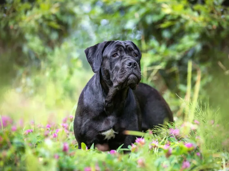 Đặc điểm ngoại hình của chó Cane Corso