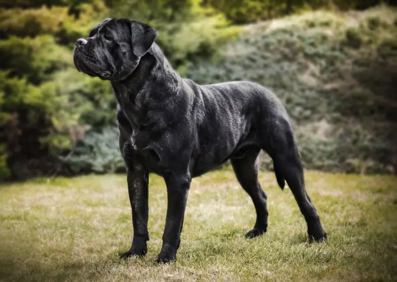 Đặc điểm tính cách chó Cane Corso 2