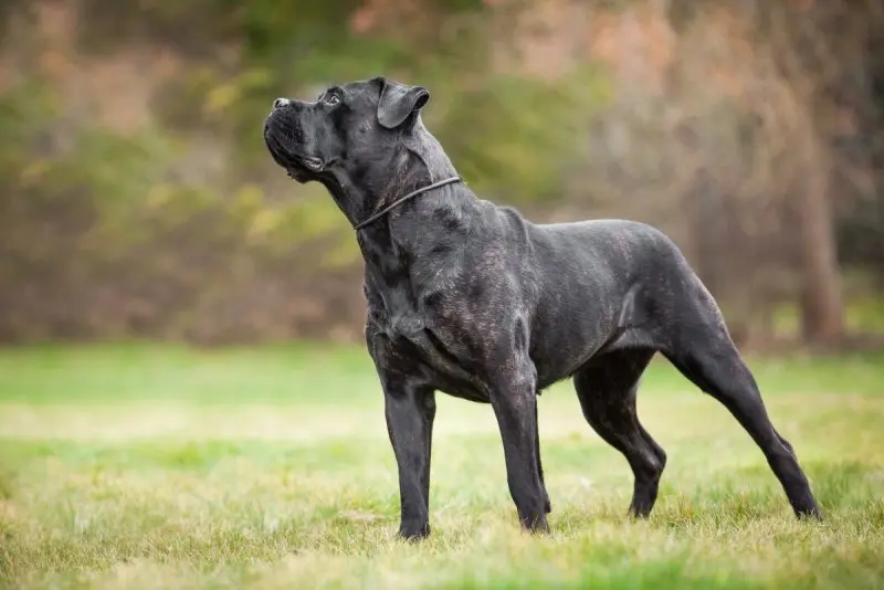 Cách chăm sóc chó Cane Corso 1