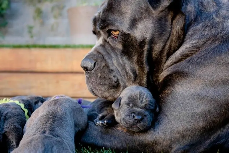 Cách chăm sóc chó Cane Corso 4