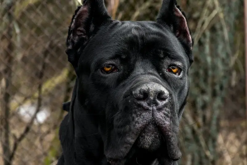 Huấn luyện chó Cane Corso 1