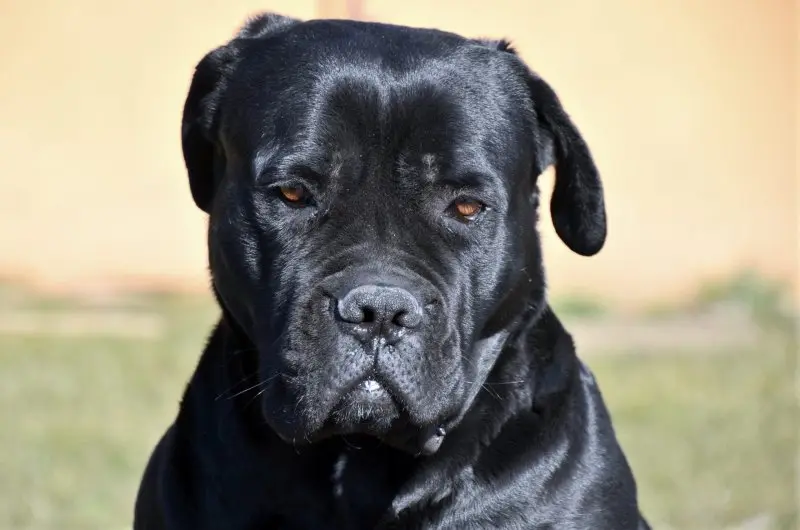 Huấn luyện chó Cane Corso 2