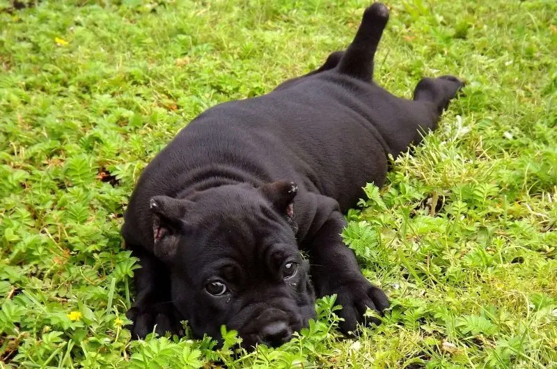 Giá bán chó Cane Corso