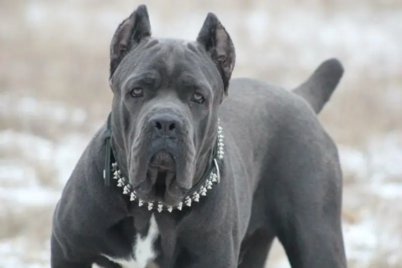 Hình ảnh chó Cane Corso 1