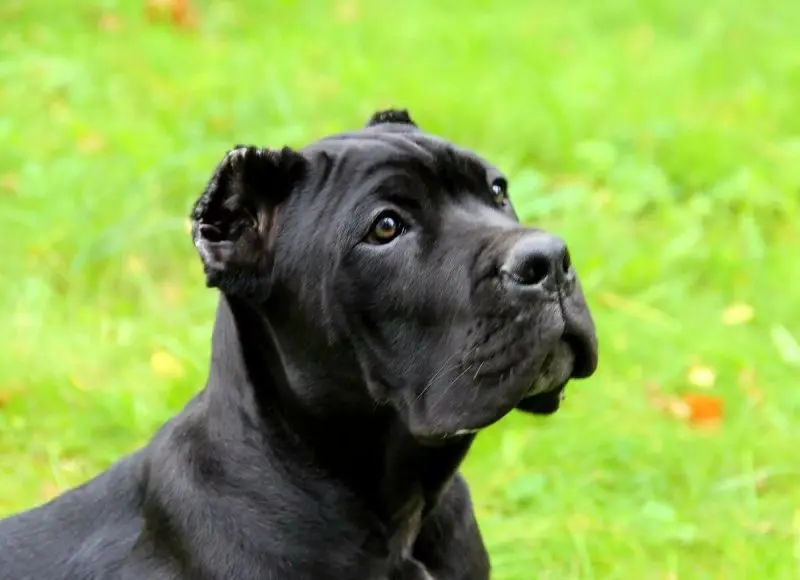 Hình ảnh chó Cane Corso 2