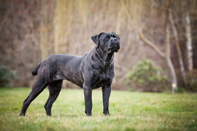 Hình ảnh chó Cane Corso 3