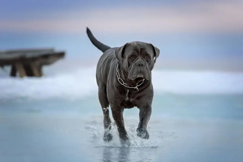 Hình ảnh chó Cane Corso 4