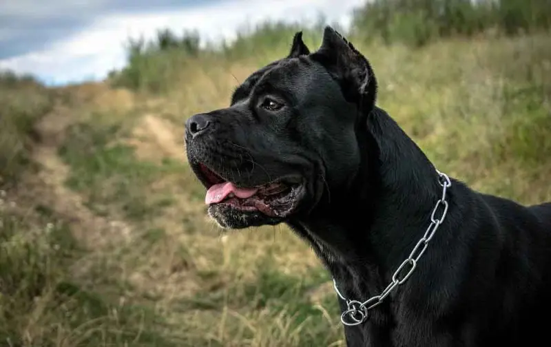 Hình ảnh chó Cane Corso 5