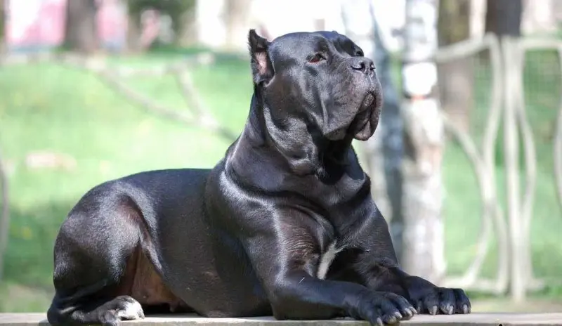 Hình ảnh chó Cane Corso 6