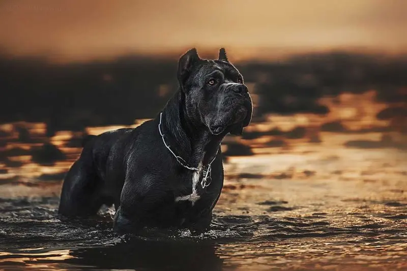 Hình ảnh chó Cane Corso 7