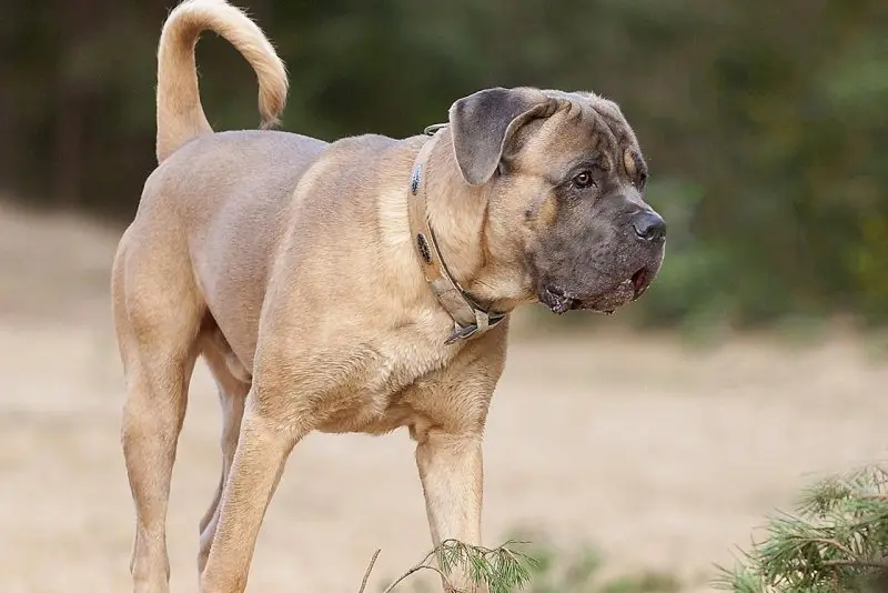 Hình ảnh chó Cane Corso 8