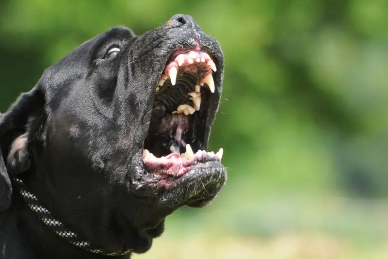 Hình ảnh chó Cane Corso 9