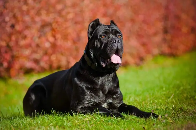 Hình ảnh chó Cane Corso 10