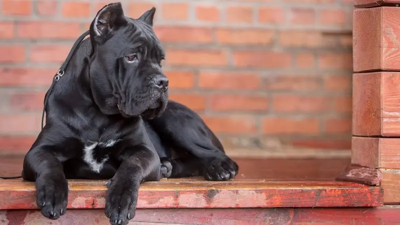 Hình ảnh chó Cane Corso 11