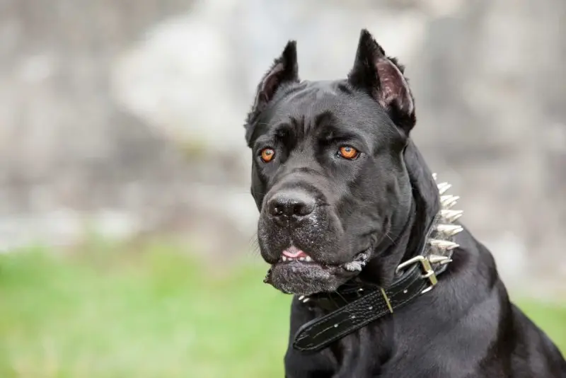 Hình ảnh chó Cane Corso 12