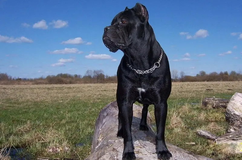 Hình ảnh chó Cane Corso 13