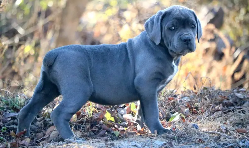 Hình ảnh chó Cane Corso 14