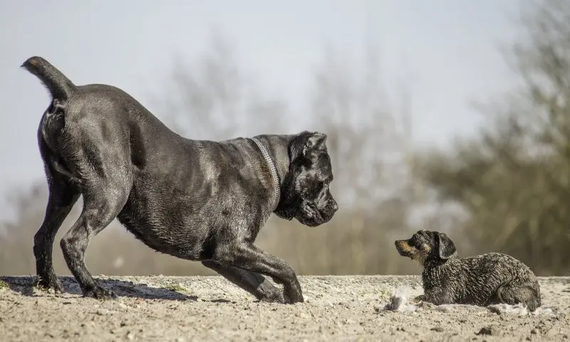 Hình ảnh chó Cane Corso 15