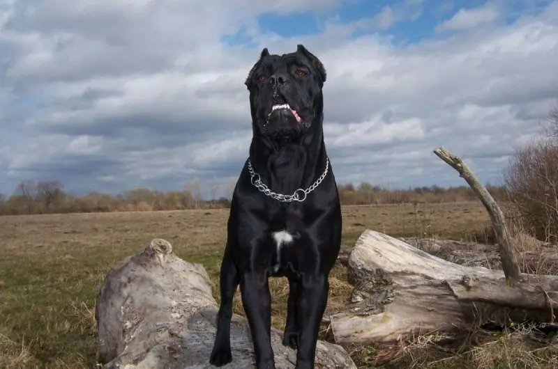 Hình ảnh chó Cane Corso 16