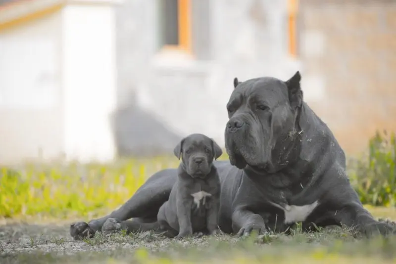 Hình ảnh chó Cane Corso 17