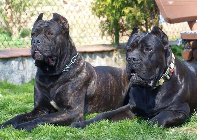 Hình ảnh chó Cane Corso 18