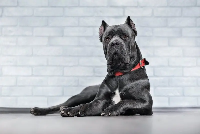 Hình ảnh chó Cane Corso 19