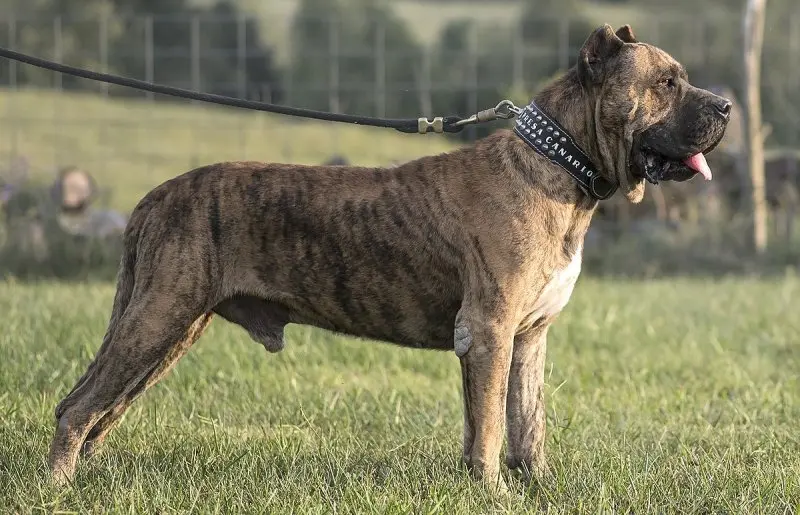 Hình ảnh chó Cane Corso 20