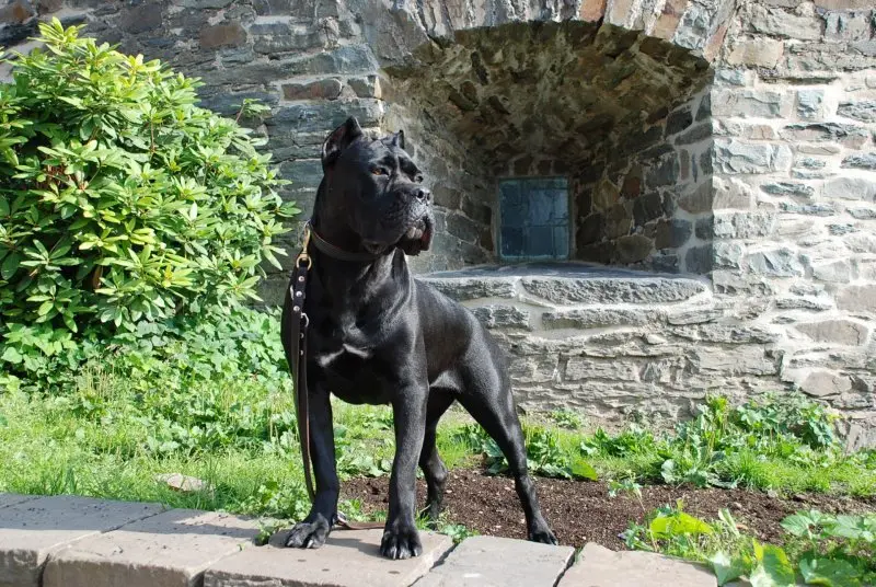 Hình ảnh chó Cane Corso 21