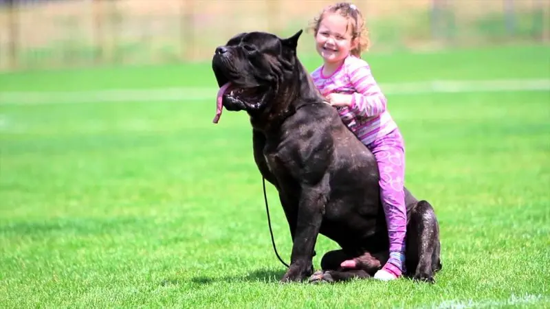 Hình ảnh chó Cane Corso 22