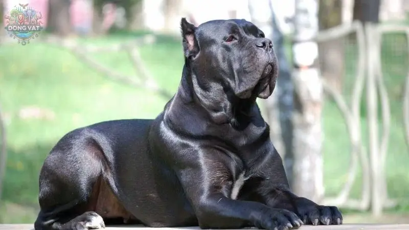 Nguồn gốc chó Cane Corso