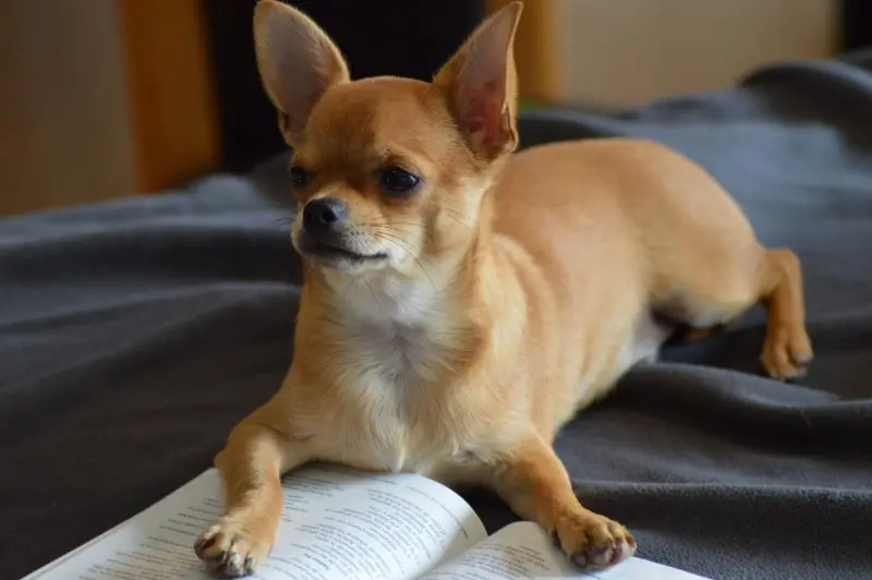 Các bệnh chó Chihuahua thường mắc phải và cách chữa trị 2