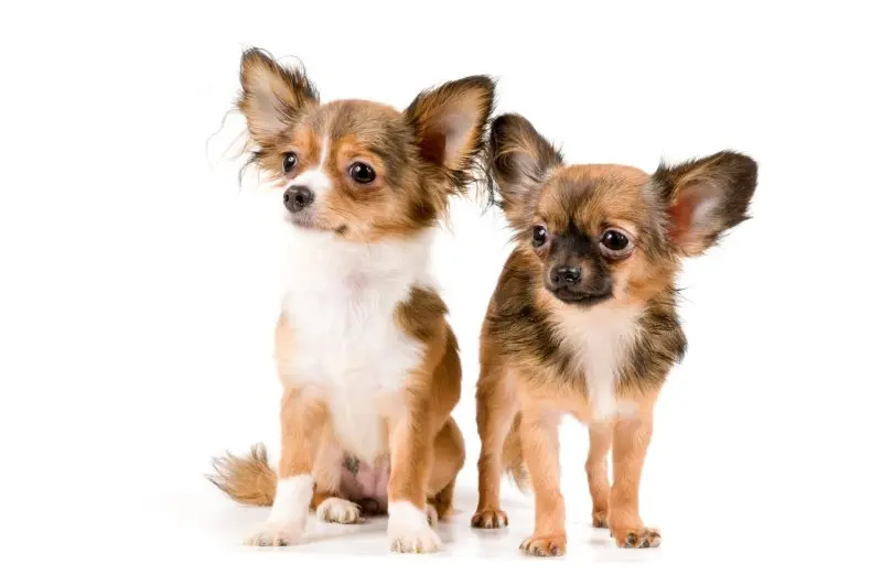 Các bệnh chó Chihuahua thường mắc phải và cách chữa trị 1