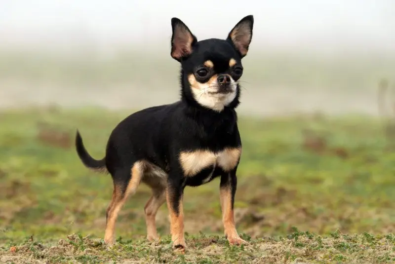 Đặc điểm tính cách của chó Chihuahua