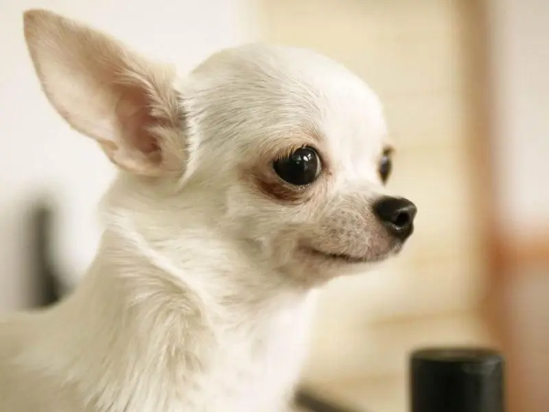 Chó Chihuahua lông ngắn