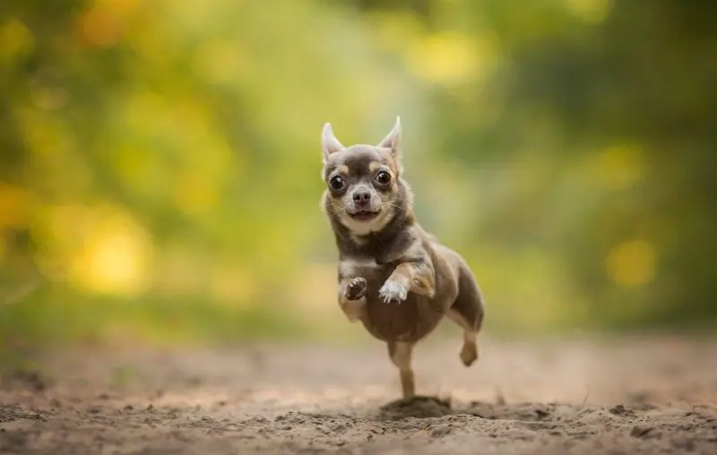 Chó Chihuahua có nguồn gốc từ đâu?