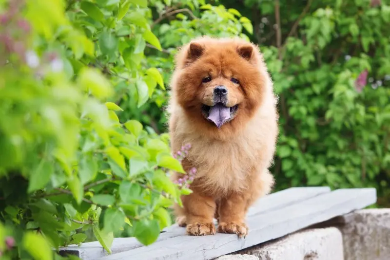 Hình ảnh chó Chow Chow đáng yêu 25