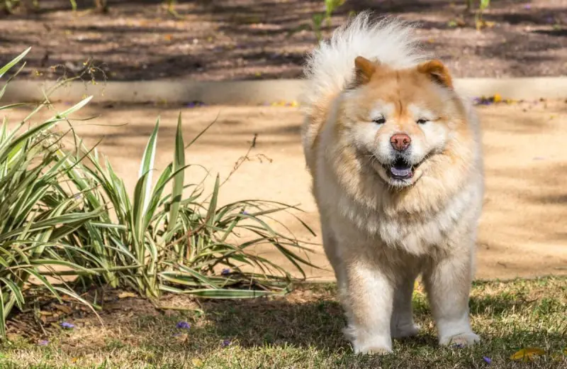 Hình ảnh chó Chow Chow đáng yêu 6