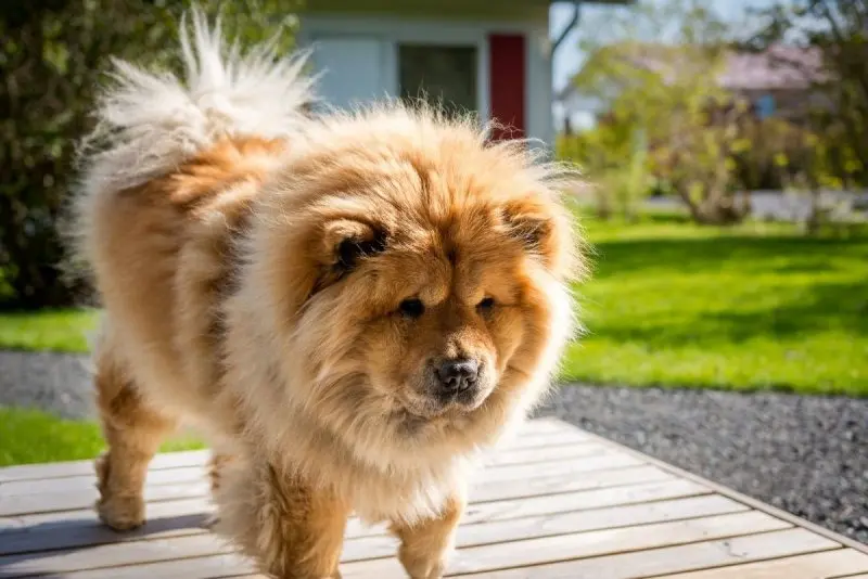 Cách chăm sóc chó Chow Chow 2