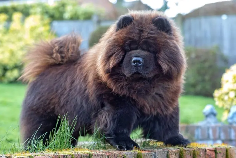 Cách chăm sóc chó Chow Chow 1