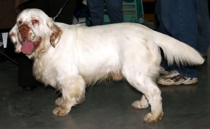 Nguồn gốc chó Clumber Spaniel