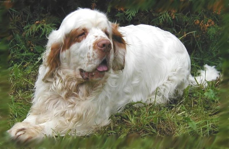 Đặc điểm của chó Clumber Spaniel 1